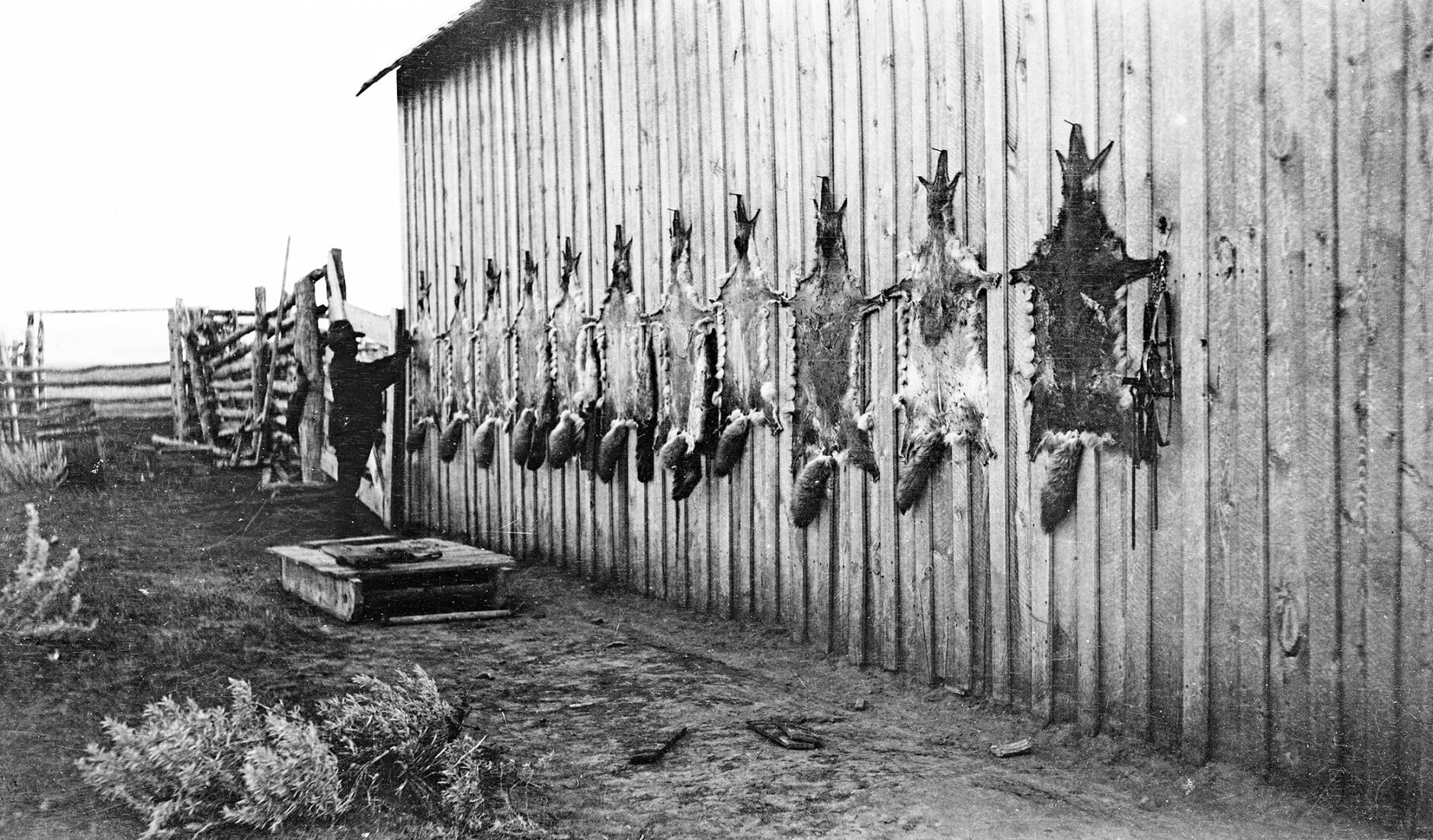 Coyote pelts